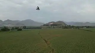 FUNDO AGRÍCOLA CON AGUA EN VENTA – 44 HECTÁREAS ANCASH
