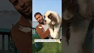 सिर्फ 26,000 मे Saint Bernard Puppy 😲🔥 | Serampore Pet Market