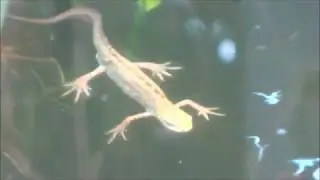 Spring Arrivals - Male and Female Smooth Newts (Lissotriton Vulgaris, London, UK)
