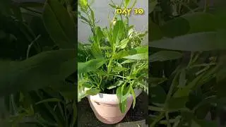 பசலை கீரை வளர்ப்பு 🪴 | பாலக்கீரை | palak spinach| palak |