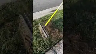Get the JUNK Out! | The BEST Dethatching Rake #shorts