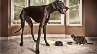 Zeus, The World's Tallest Dog Ever Lived