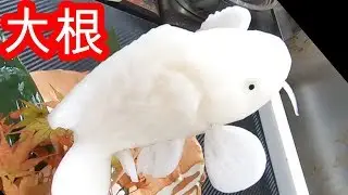 【剥きもの】　コイ　大根