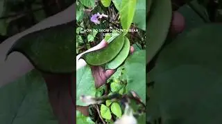 How to grow hyacinth beans|shim|uri easily #foryou #fy #garden #gardening #gardeningtips #beans #fyp