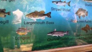 Long Nose Gar Pike and other fishes
