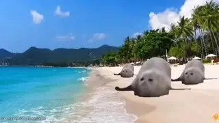 Seals Bouncing meme 2.0