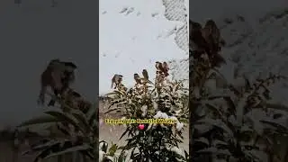 Birds Enjoying Sniwfall||#shorts #birds #snowfall #snow #wildlifephotography