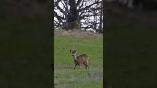 Un maschio di capriolo con il palco in velluto #capriolo #caprioli #shortvideo #animaliselvatici