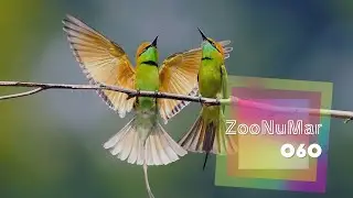 Melodic House, Downtempo, Chillbeat  | ZooNuMar Mix 060(TSJ sound)