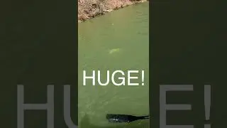 World record fish (fly fishing)