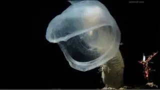 Predatory tunicate - The Blue Planet - Episode 2, 