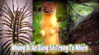 😱 Những Bí Ẩn Đáng Sợ Trong Tự Nhiên 🌍 #thúcưng #vậtnuôi #chómèohàihước #funny #pets #cat #cute