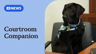 Bonnie the labrador sworn in as court-appointed support dog | ABC NEWS