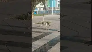 Красивая кошка дефилирует по подиуму #youtube #короткое #кошка