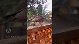 Bird of prey/Sky #raptor #bird #falconer #kite #hawk #eagle #falcon