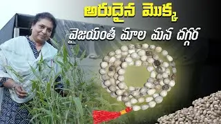 వైజయంతీ మాల మొక్క#Vaijayanti seed plant/Kalaguragampa Exotic Nursary/plants/gardening/Sri Krishna