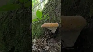 Crying Fungus? 🍄 Inonotus dryadeus in the Slovak Forest