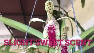 Vanda Paki Blooms - May 2022