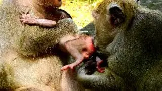 Oops! Popeye Made Little Newborn Jilla Hurt Cry Loud,Jill Talk To Popeye Don't Make Baby CRY