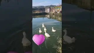Cute Ducks Waddling Into the Water 🦆💦 #funny #animals #shortsviral
