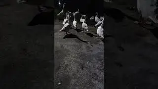 😁😁😁Swan ki night me koyyyeeeen koyyyeennn🤣🤣🤣🤣 #beats #music #phonk