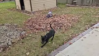 Leaf Piles and Junebugs