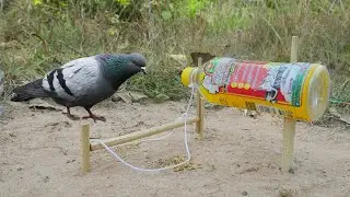 Creative Simple Bird Trap Using Plastic Bottle And Wooden