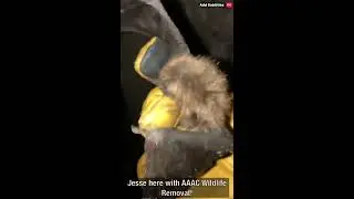 SC Bat Removal