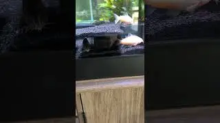 Corydoras  link to tunnel in description box #fish #aquariumfish #aquarium #corydoras #fishtank
