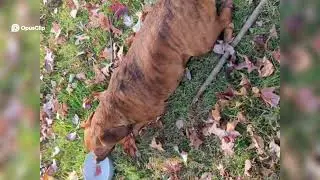 EPIC! Viral! TRENDING! Dog's Autumn Adventure  Rolling, Playing, and Posing in the Woods!