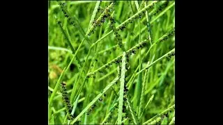 Paspalum distichum  knotgrass,  water finger grass, couch paspalum, eternity grass, gingergrass, and