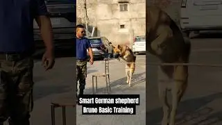 Smart German shepherd Bruno Basic Training #session #698 #gsd #shorts #doglover