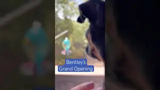 Bentley has a new hummingbird feeder outside his window