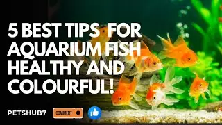 How To Keep Aquarium Fish Healthy and Colourful.5 Best Tips For Aquarium Fish Healthy and Colourful.
