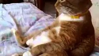 Плюшевый мишка