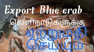 Blue crab export processing by fish cutter david