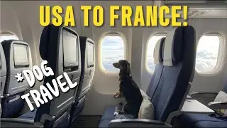 Dachshunds's First Trip to France! 🐶✈️ Cute Dog Airport Adventure & Long Travel Day Vlog