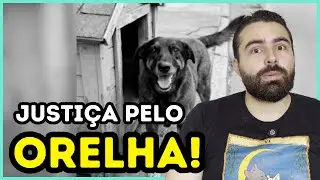 O Caso do C&atilde;o Orelha, a Impunidade e o Fracasso do Brasil em Proteger os Animais!