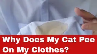 Почему моя кошка писает на мою одежду? [10 возможных причин]