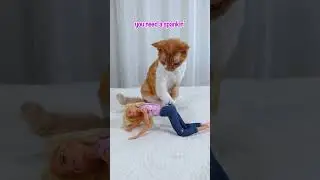 Cat Disciplines Action Barbie #shorts