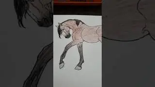 Horse coloring pages I colored part 1