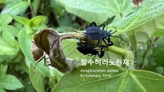 장수將帥허리노린재 Anoplocnemis dallasi 수중다리허리노린재 Anoplocnemis dallasi 크기가큰날카로운발톱을가진허리노린재 노린재목 허리노린재과