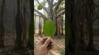 Banyan tree. #india #nature #motivation #birds #wildlife #viral #shorts #naturelovers #ai #saveearth