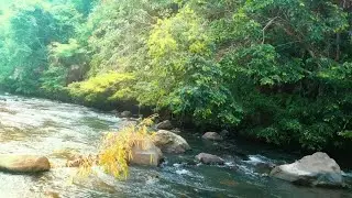 Natural River Sounds in the Forest | Sleep White Noise