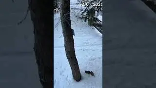 Tym razem wewi&oacute;r #vlogzlasu #reolink #reolinkcaptures #wiewi&oacute;r #squirrel #cctv #fotopułapka