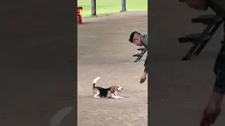 Beagle army dog training 🐾 🇮🇳 #viralvideo #anmals #doggielife #funny #sad #love #shots #shorts #dog