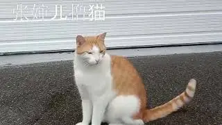 路遇一只小白脚橘猫，看着好干净，而且小家伙的眼睛是两个颜色，一蓝一棕。看着就很贵的样子，性格也确实高冷，好不容易叫过来，轻轻一模扭头就走。一身的高冷范儿！但它的前腿棕色看起来却像只鸡腿，超级搞笑！