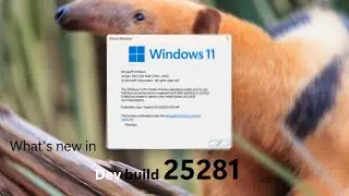Volume mixer and Spotlight - Windows 11 Dev build 25281 and what's new