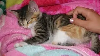 Genetics and Calico Cats