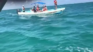 Grote waterschildpad, Sian Ka&rsquo;an, Mexico
